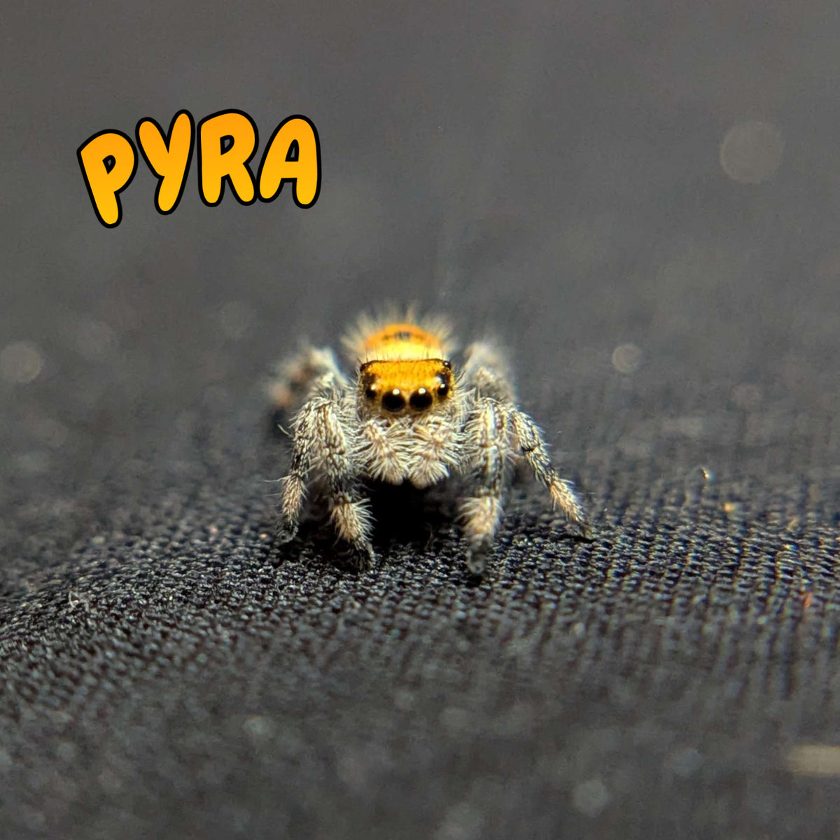Regal Jumping Spider “Pyra”