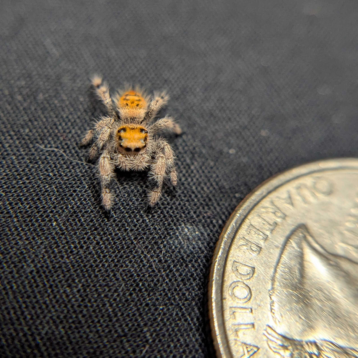 Regal Jumping Spider "Potato"
