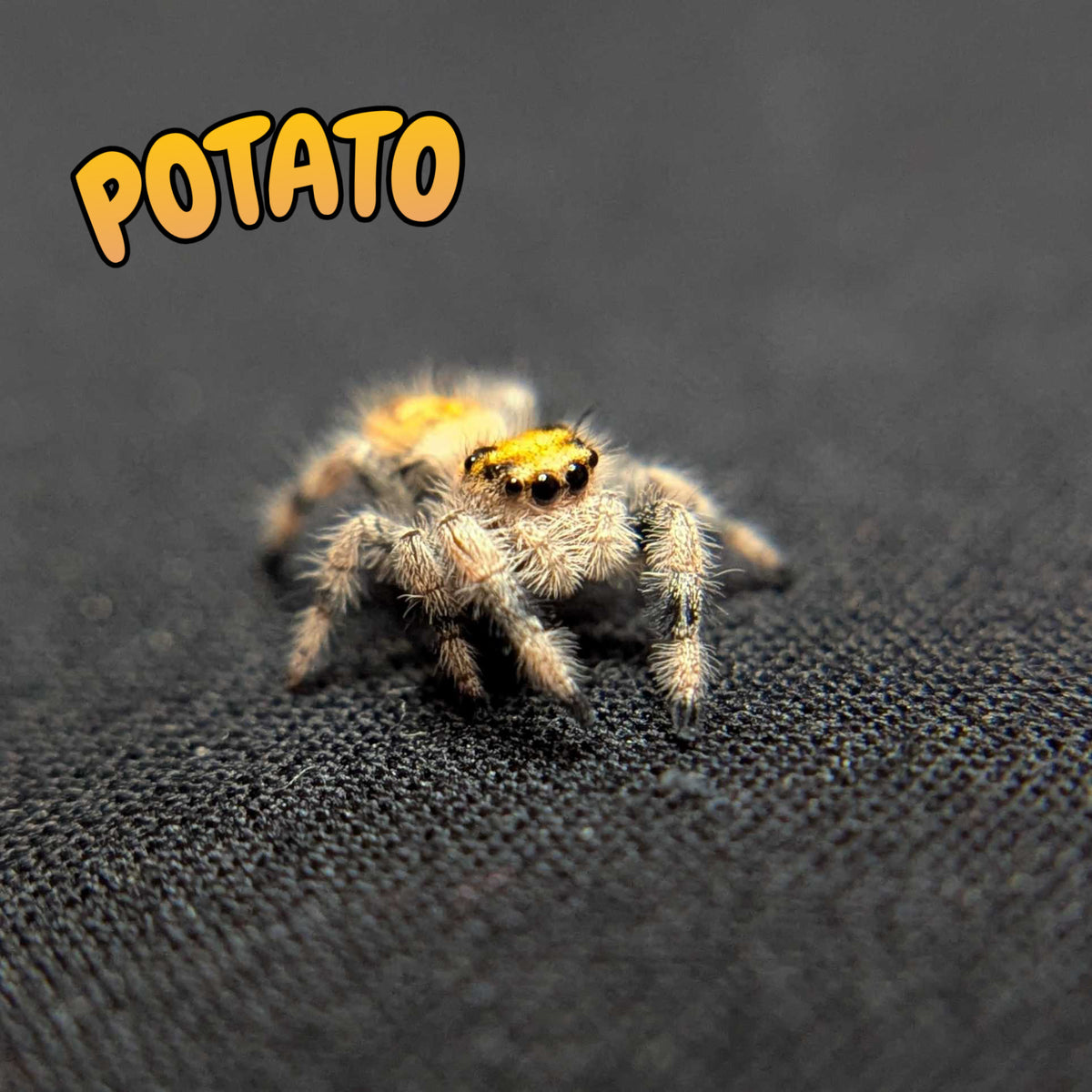 Regal Jumping Spider "Potato"