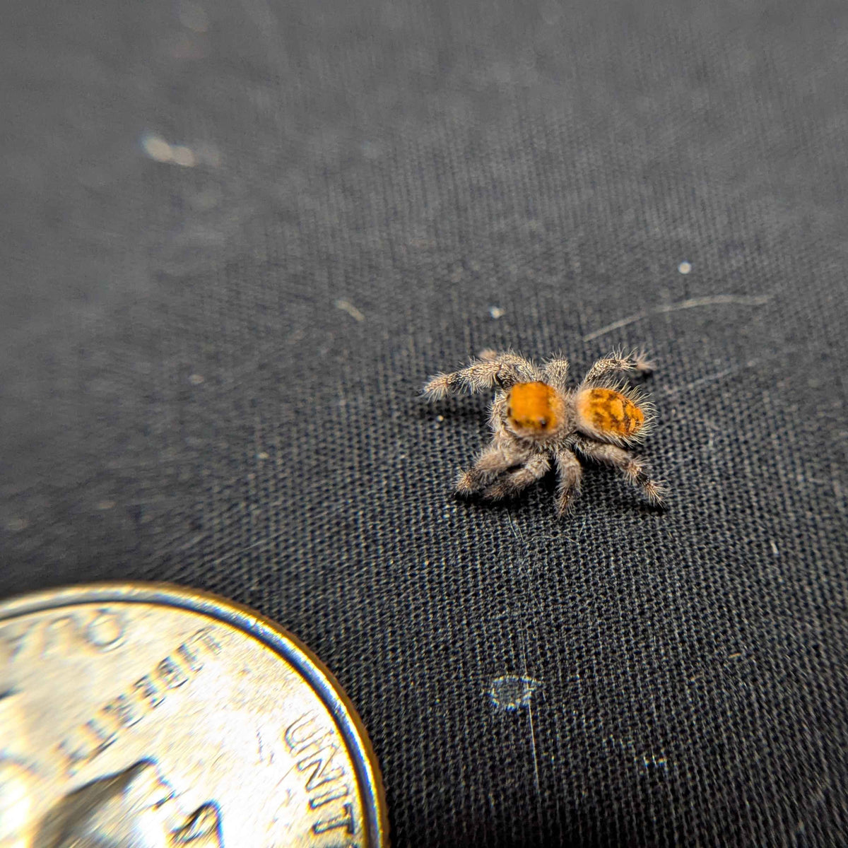 Regal Jumping Spider "Baguette"