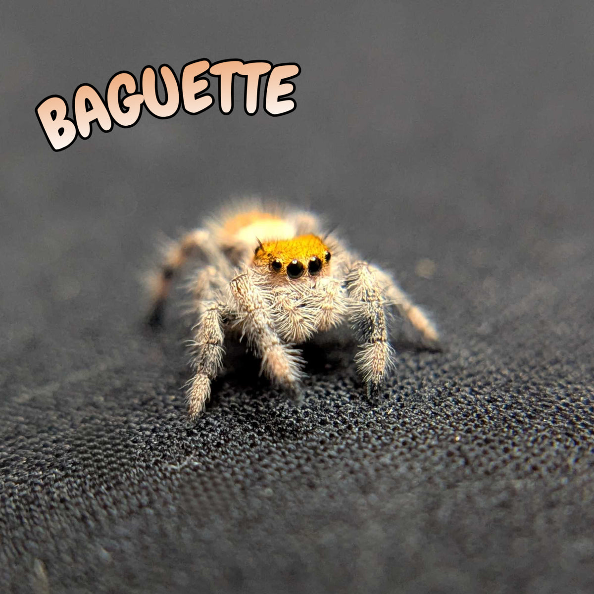 Regal Jumping Spider "Baguette"