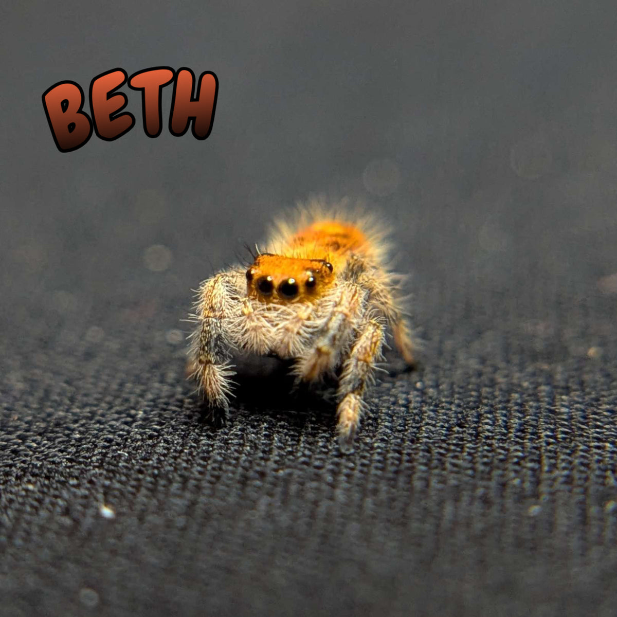 Regal Jumping Spider "Beth"