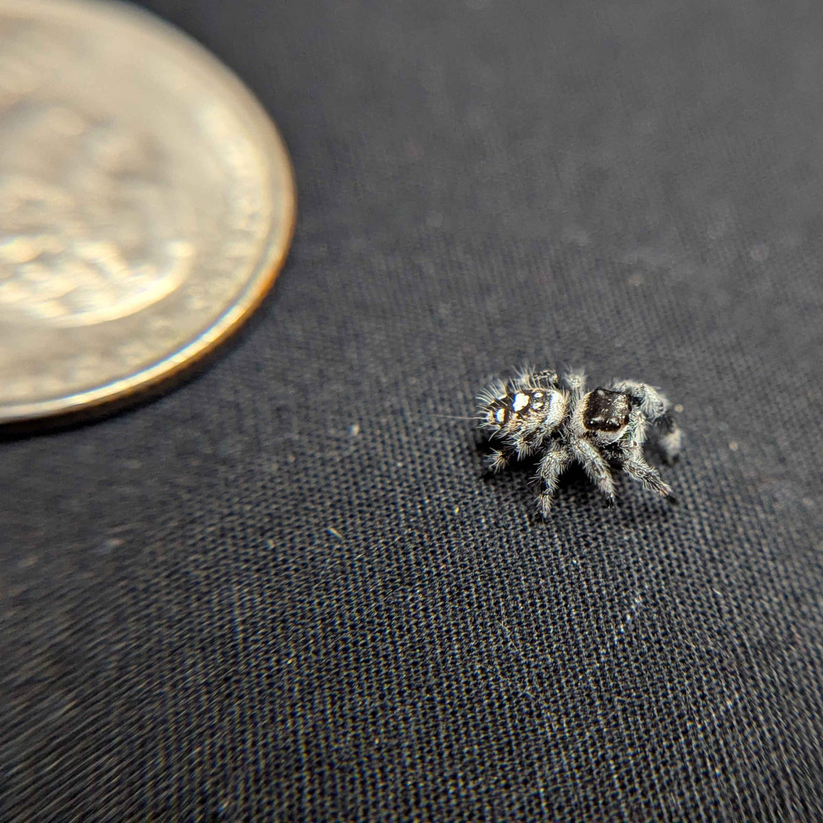 Regal Jumping Spider "Mozzarella"