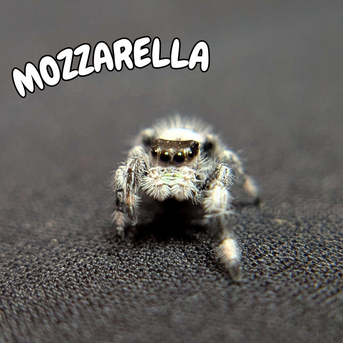 Regal Jumping Spider "Mozzarella"