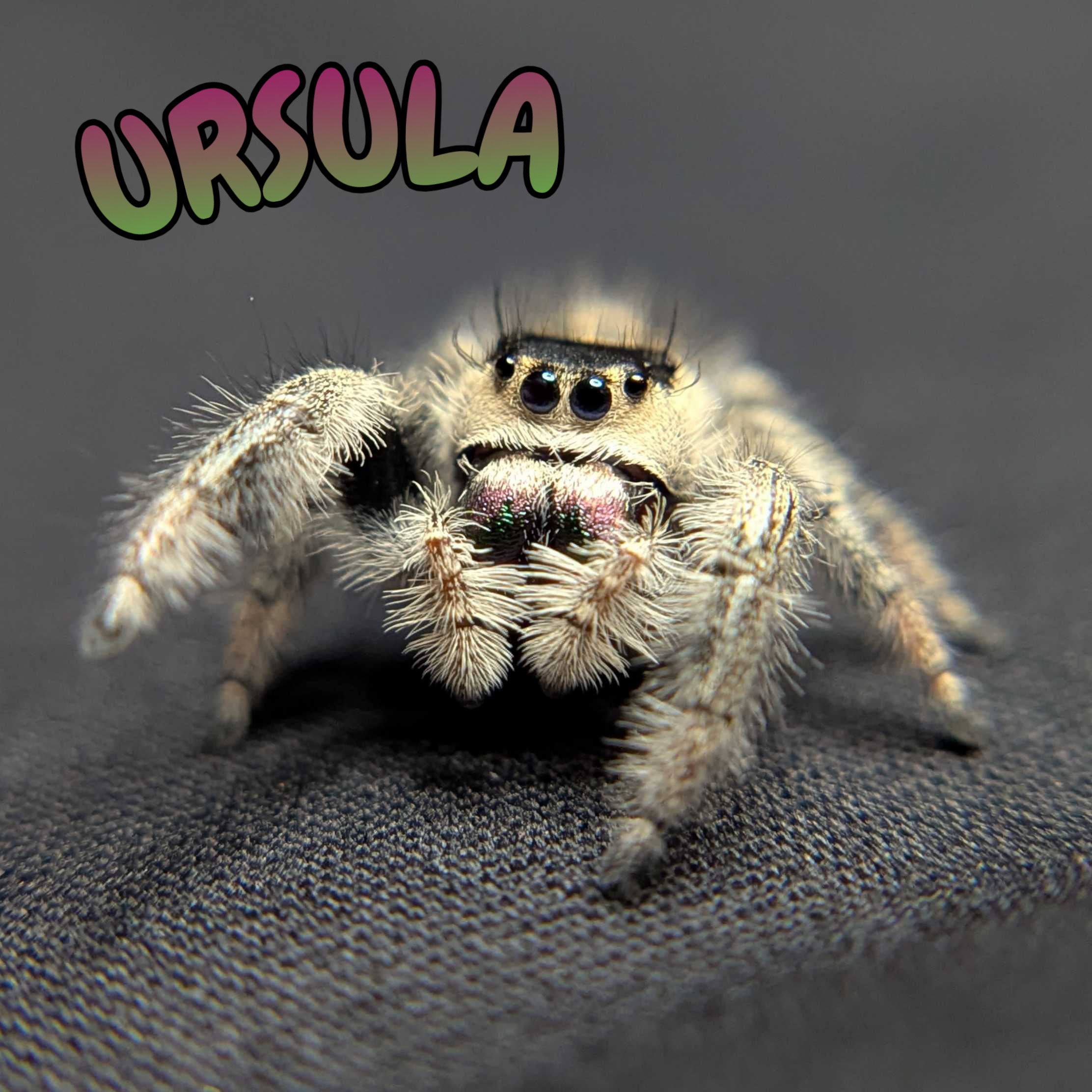 Regal Jumping Spider "Ursula"