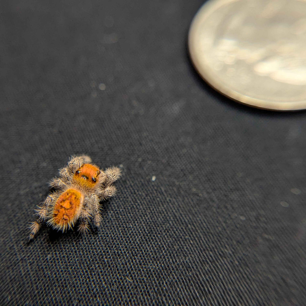 Regal Jumping Spider "Pinecone"