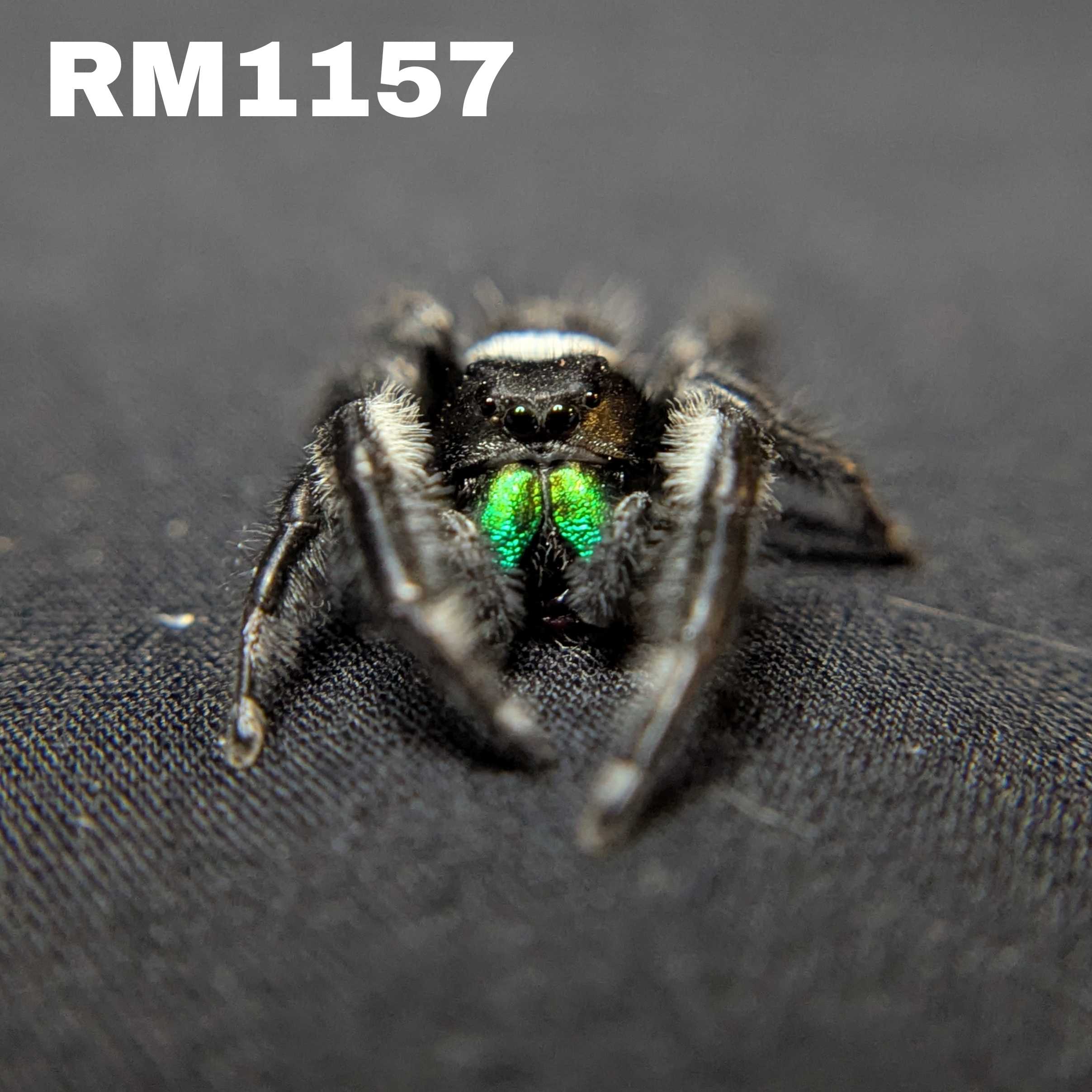 Regal Jumping Spider “Beetlejuice”