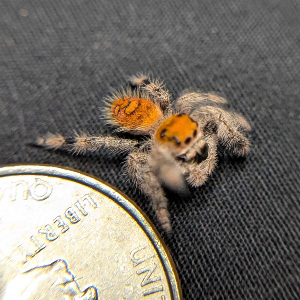 Regal Jumping Spider "Sparkle"