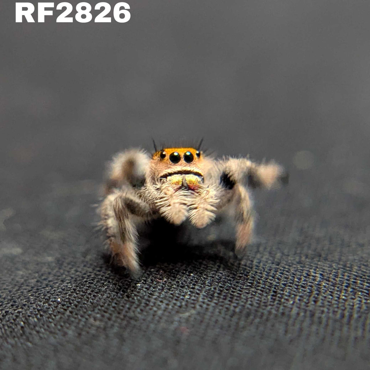 Regal Jumping Spider "Sparkle"