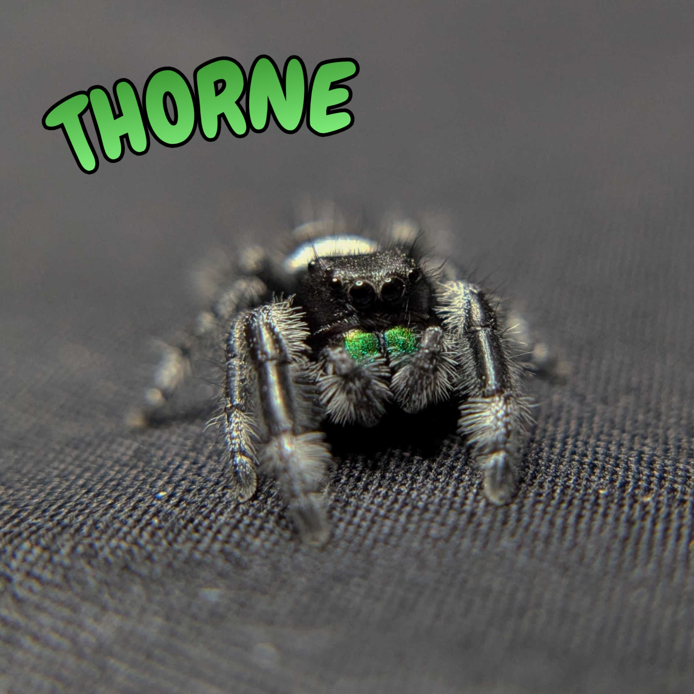 Regal Jumping Spider “Thorne”