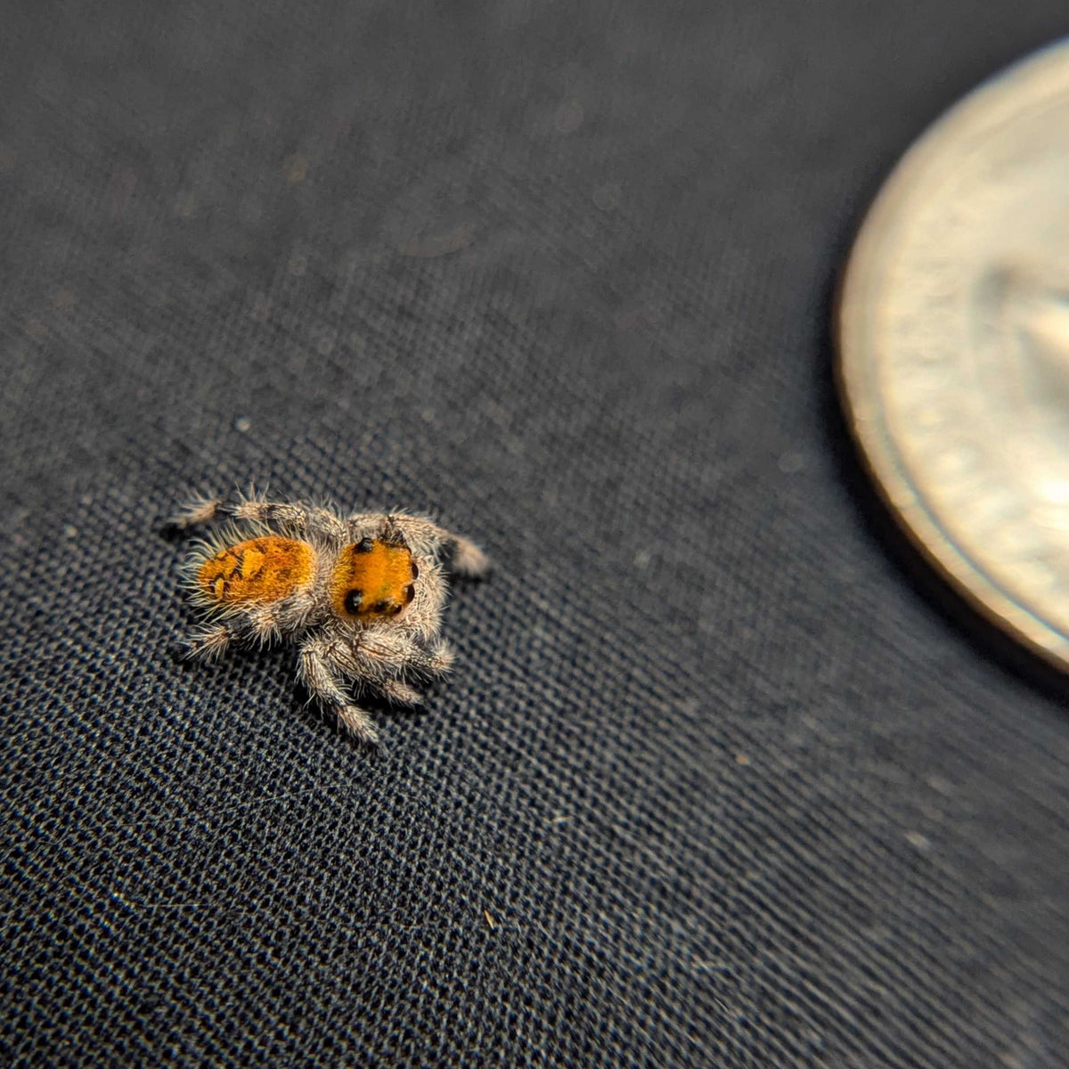 Regal Jumping Spider "Cutiepie"