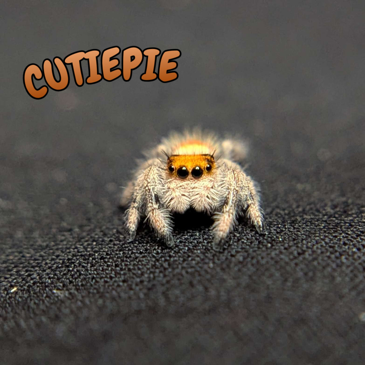 Regal Jumping Spider "Cutiepie"