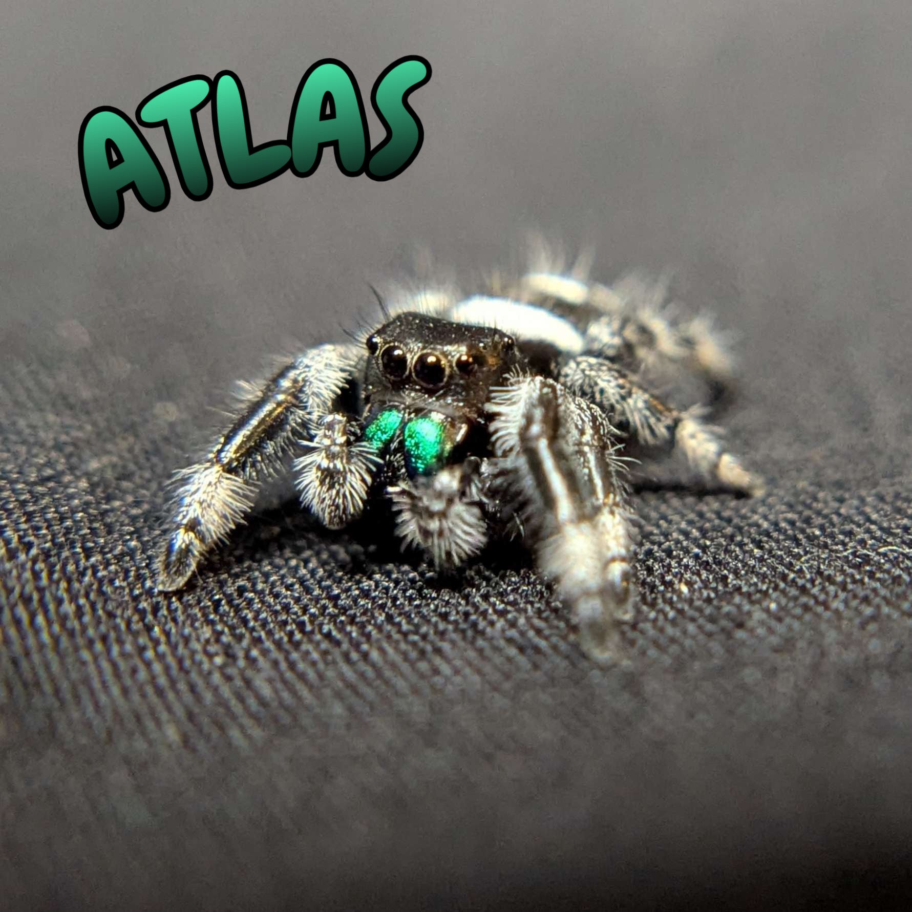Regal Jumping Spider “Atlas”
