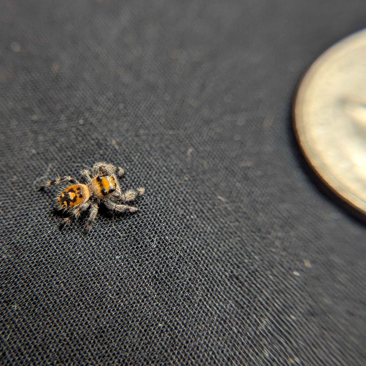 Regal Jumping Spider "Peanut"
