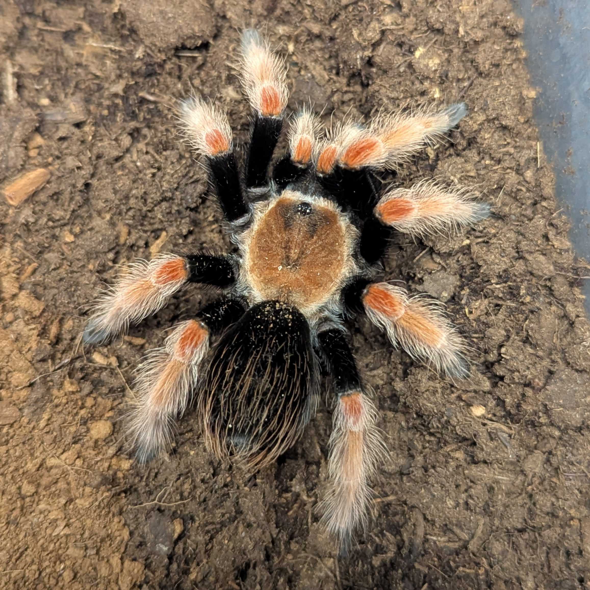 Mexican Fireleg tarantula spider on a natural background