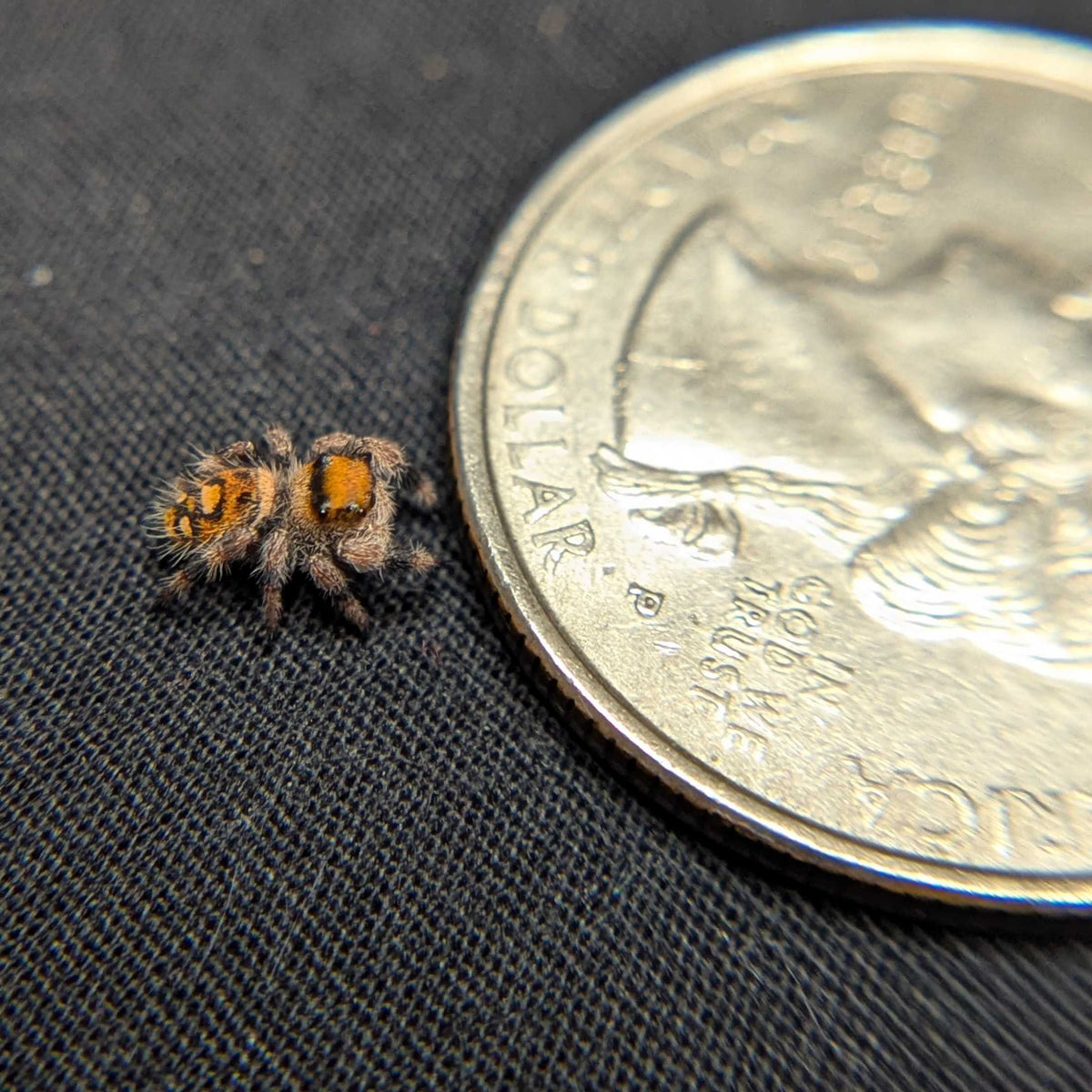 Regal Jumping Spider "Brownie"