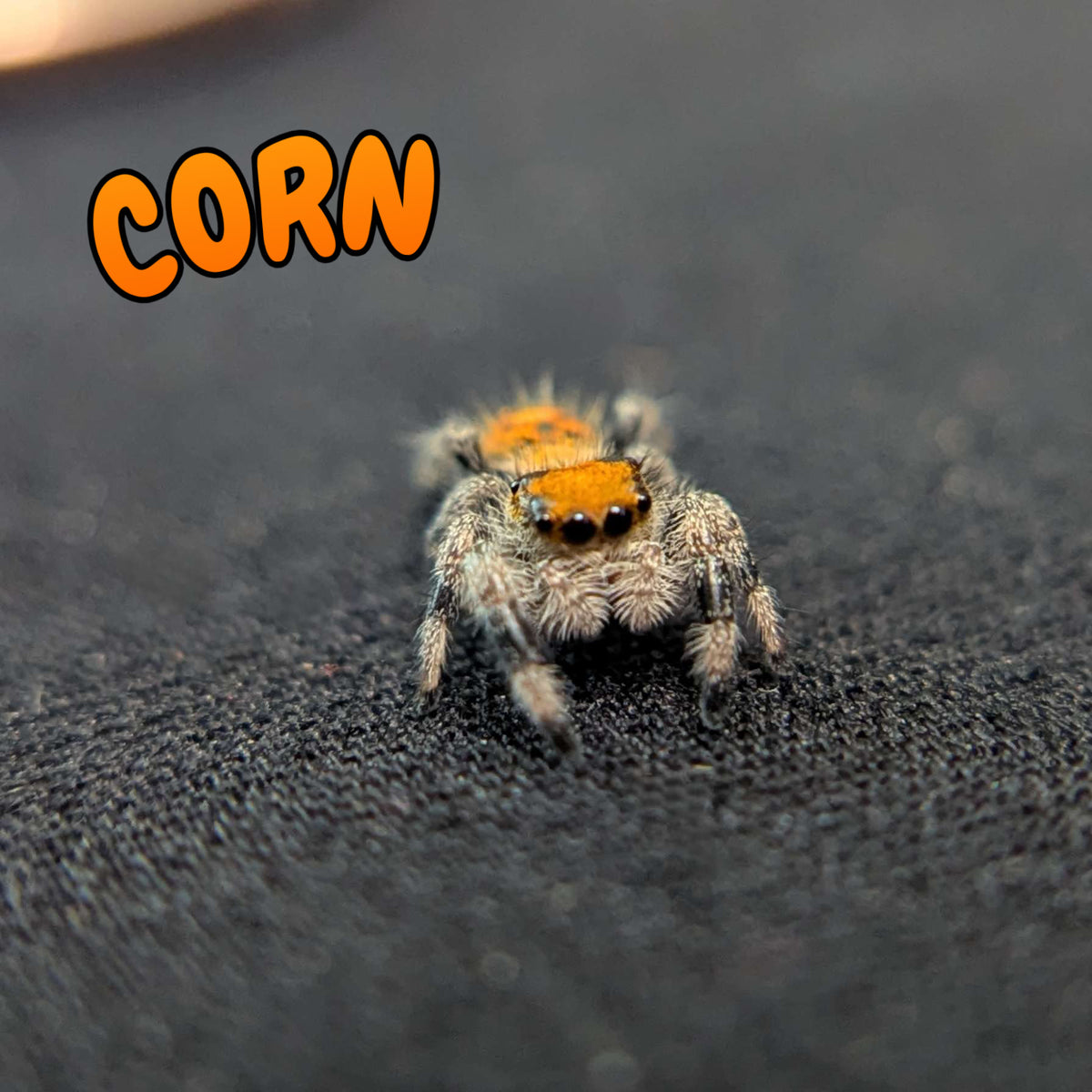 Regal Jumping Spider "Corn"