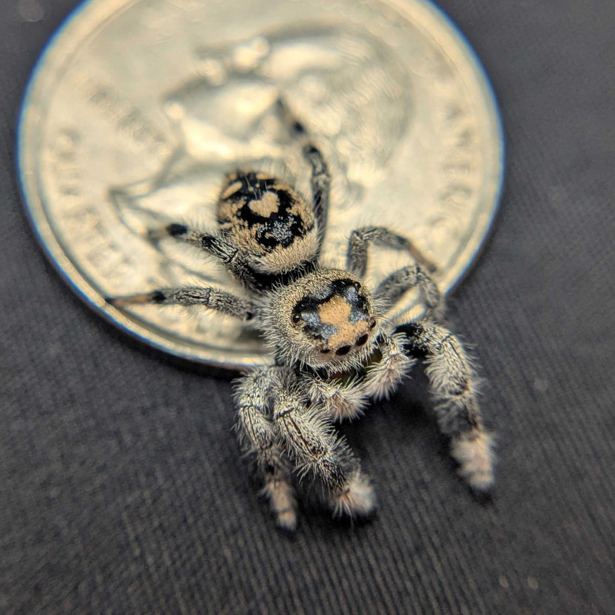 Regal Jumping Spider “Voodoo”