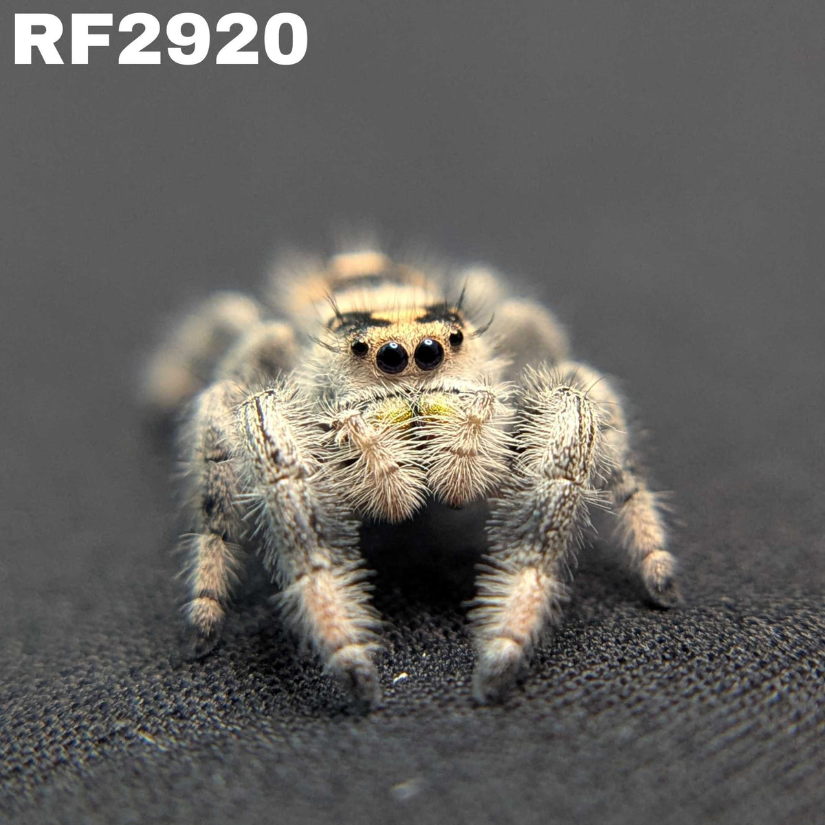 Regal Jumping Spider “Voodoo”