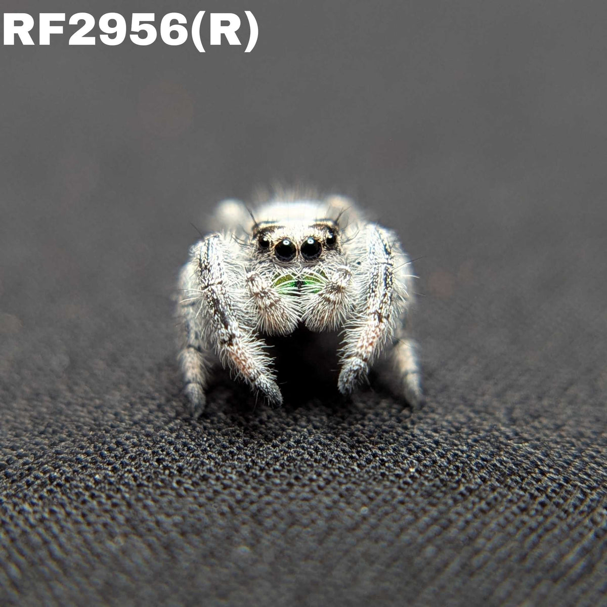 Regal Jumping Spider “Jack” (Recessive White Male)