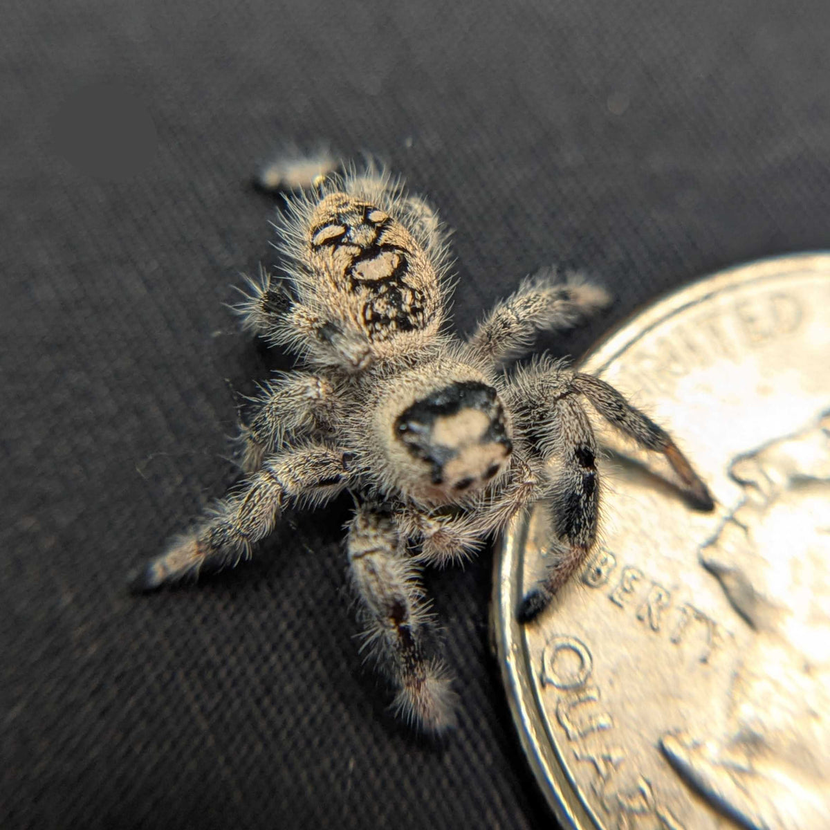 Regal Jumping Spider “Bones”