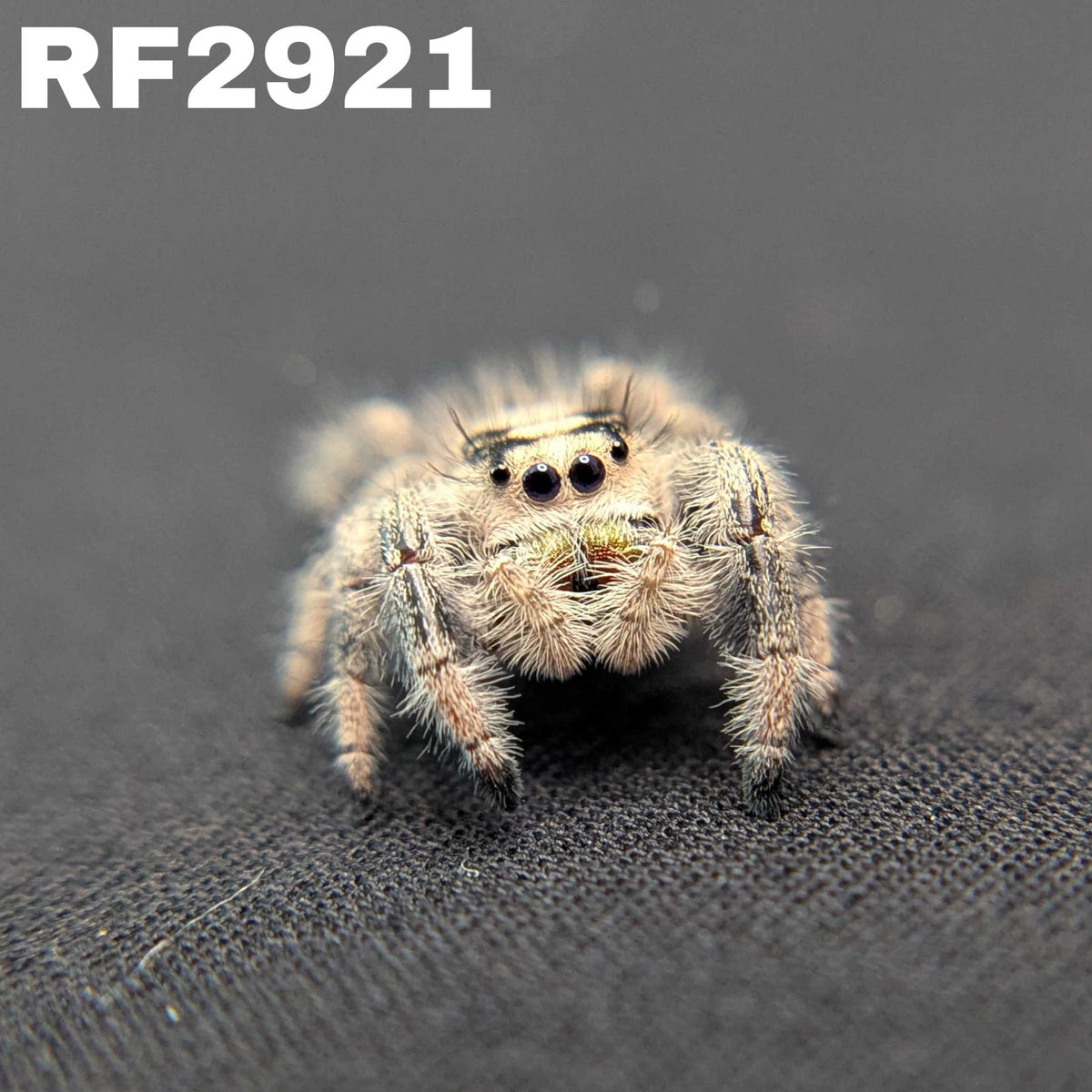 Regal Jumping Spider “Bones”