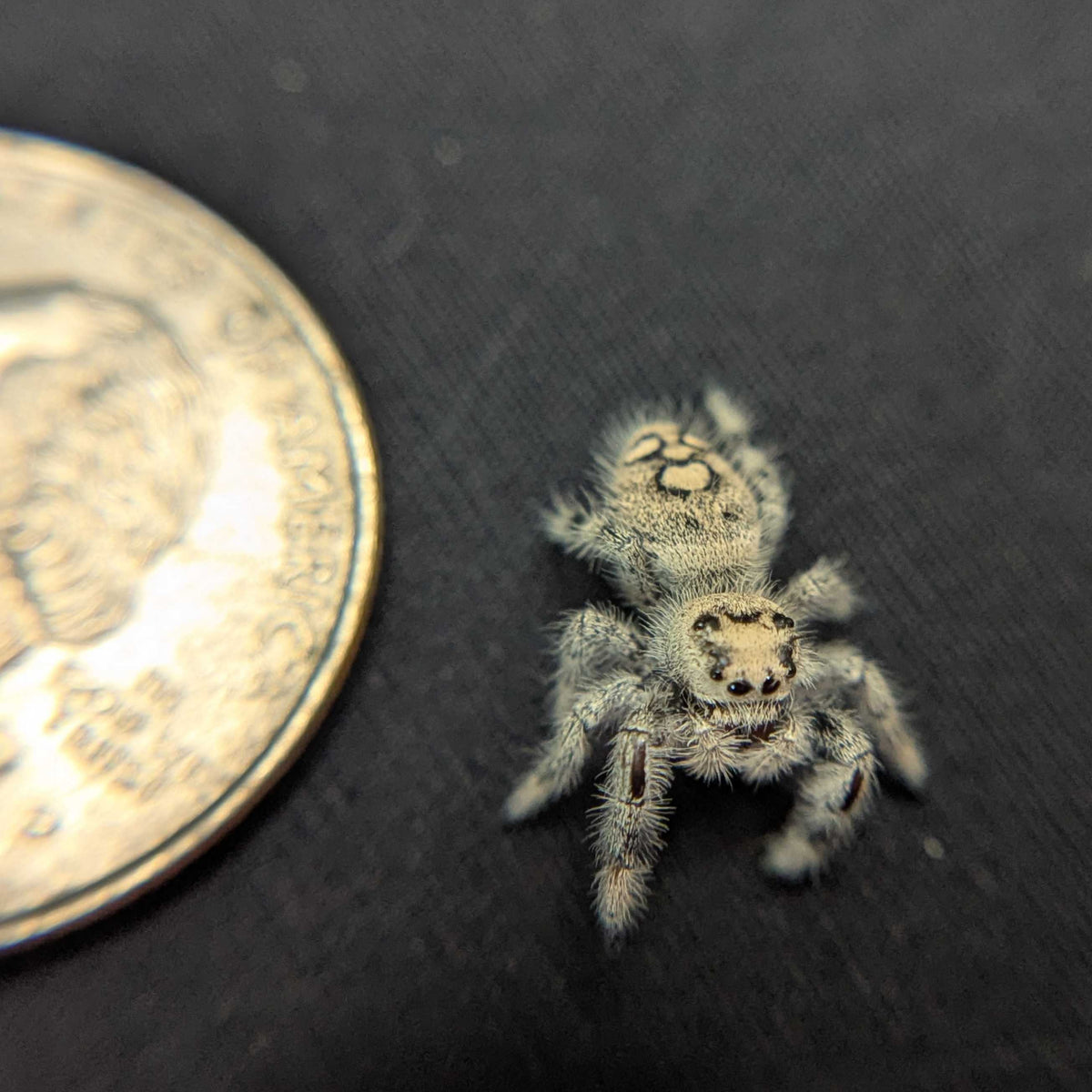 Regal Jumping Spider “Batty”