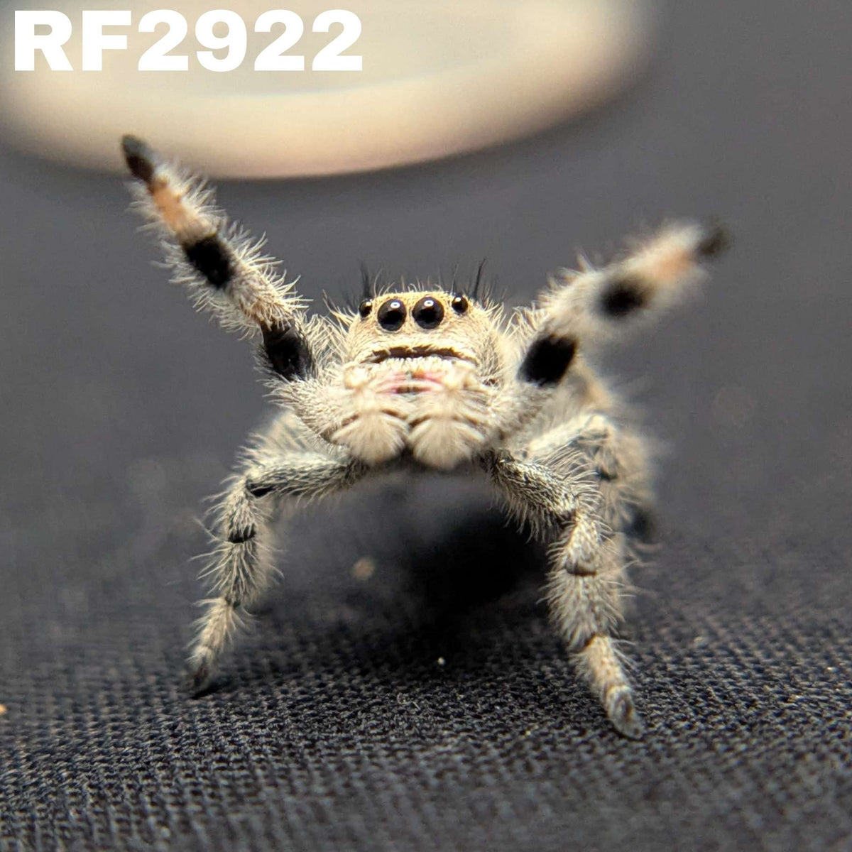Regal Jumping Spider “Batty”