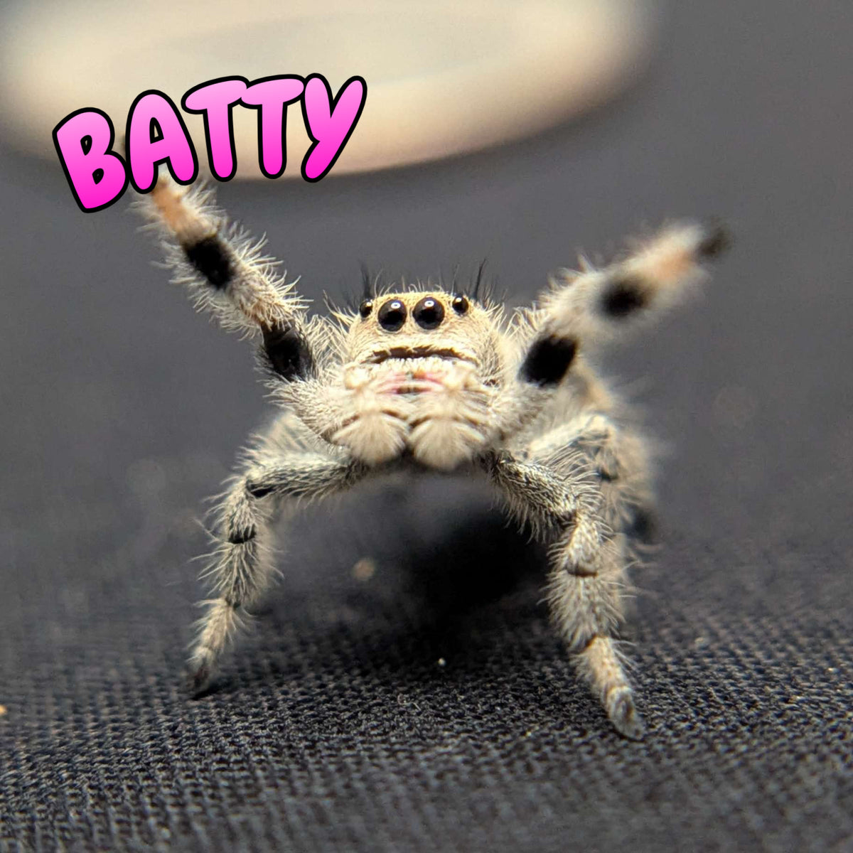 Regal Jumping Spider “Batty”
