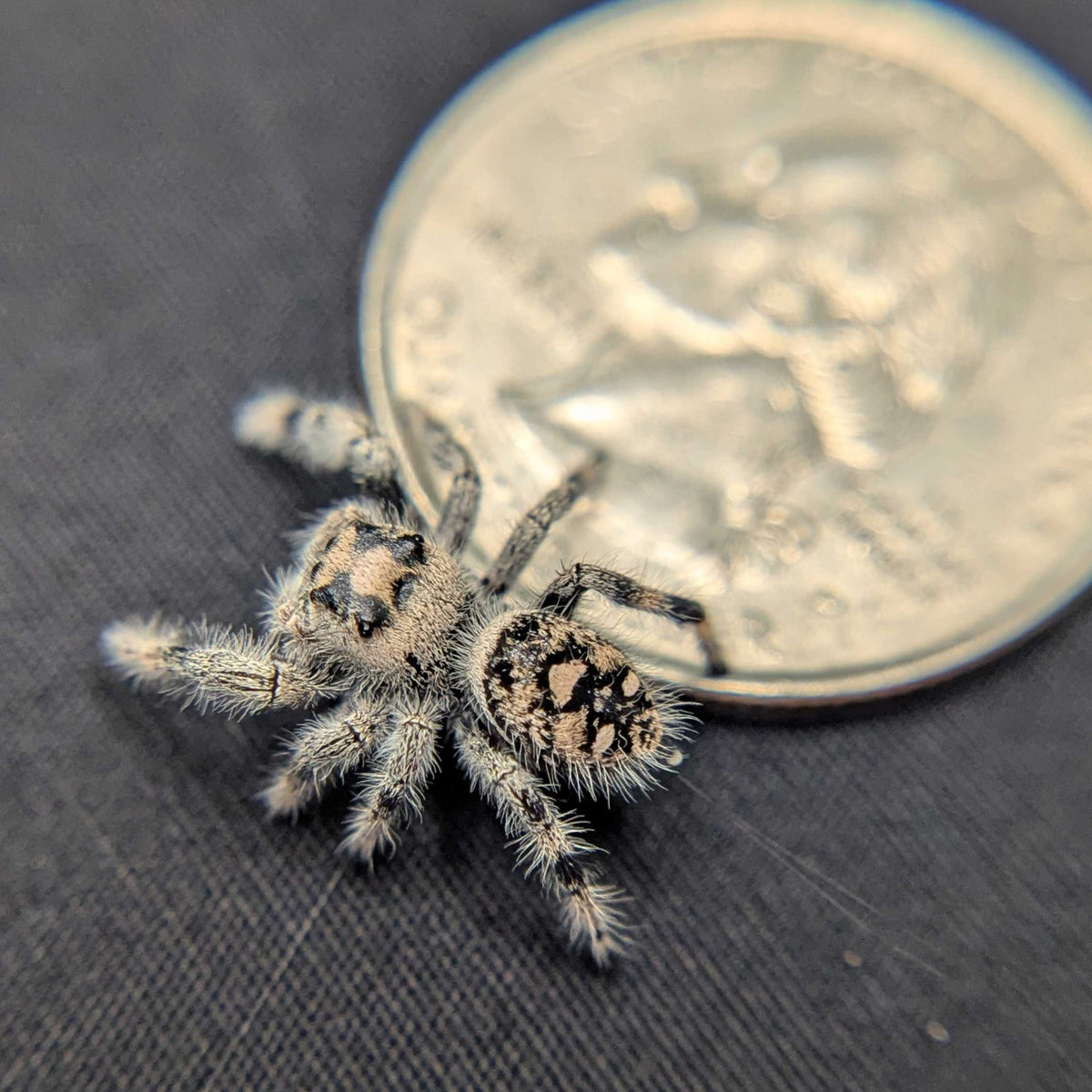 Regal Jumping Spider “Mallow”