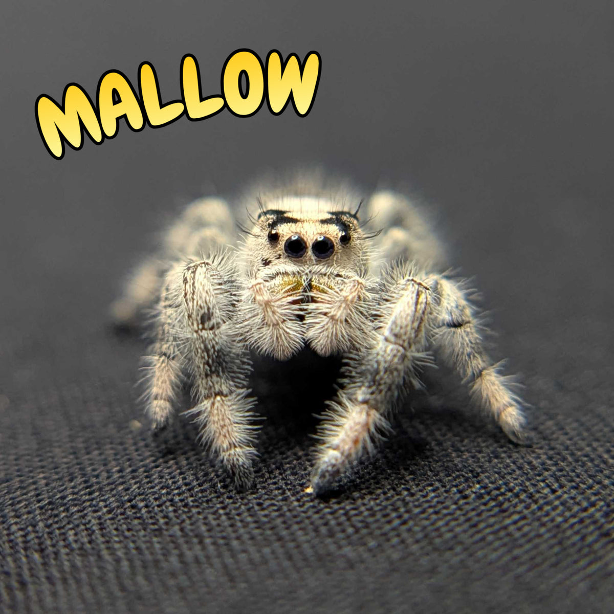 Regal Jumping Spider “Mallow”
