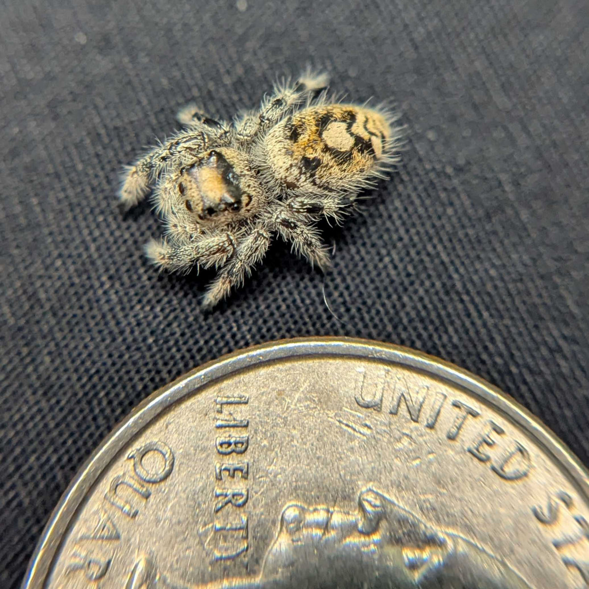 Regal Jumping Spider “Toffee”