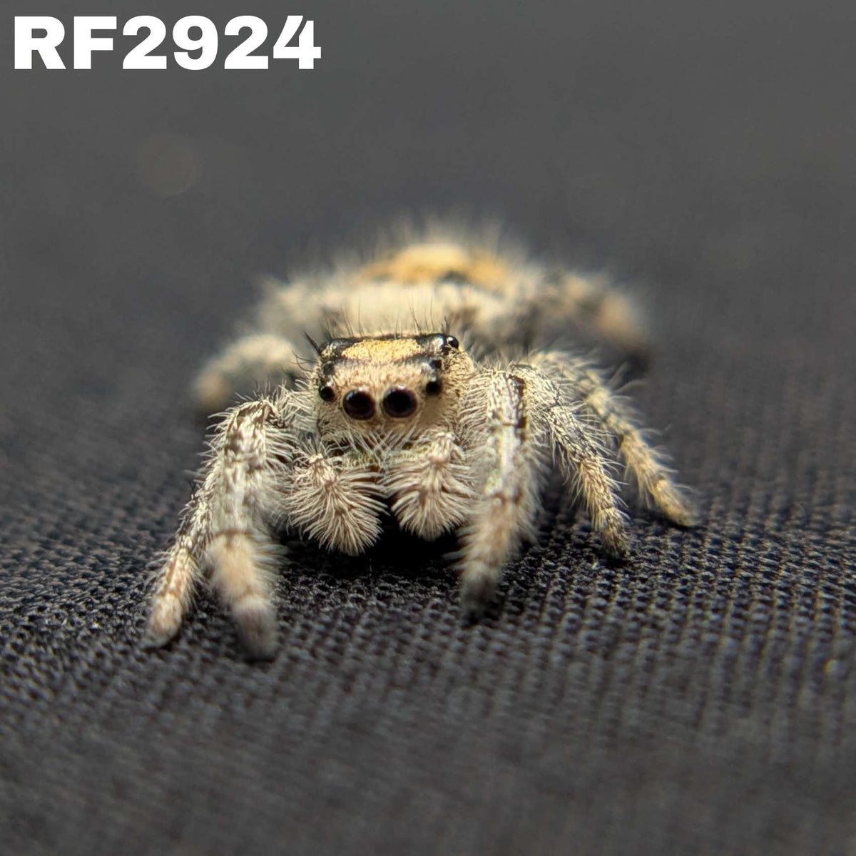 Regal Jumping Spider “Toffee”