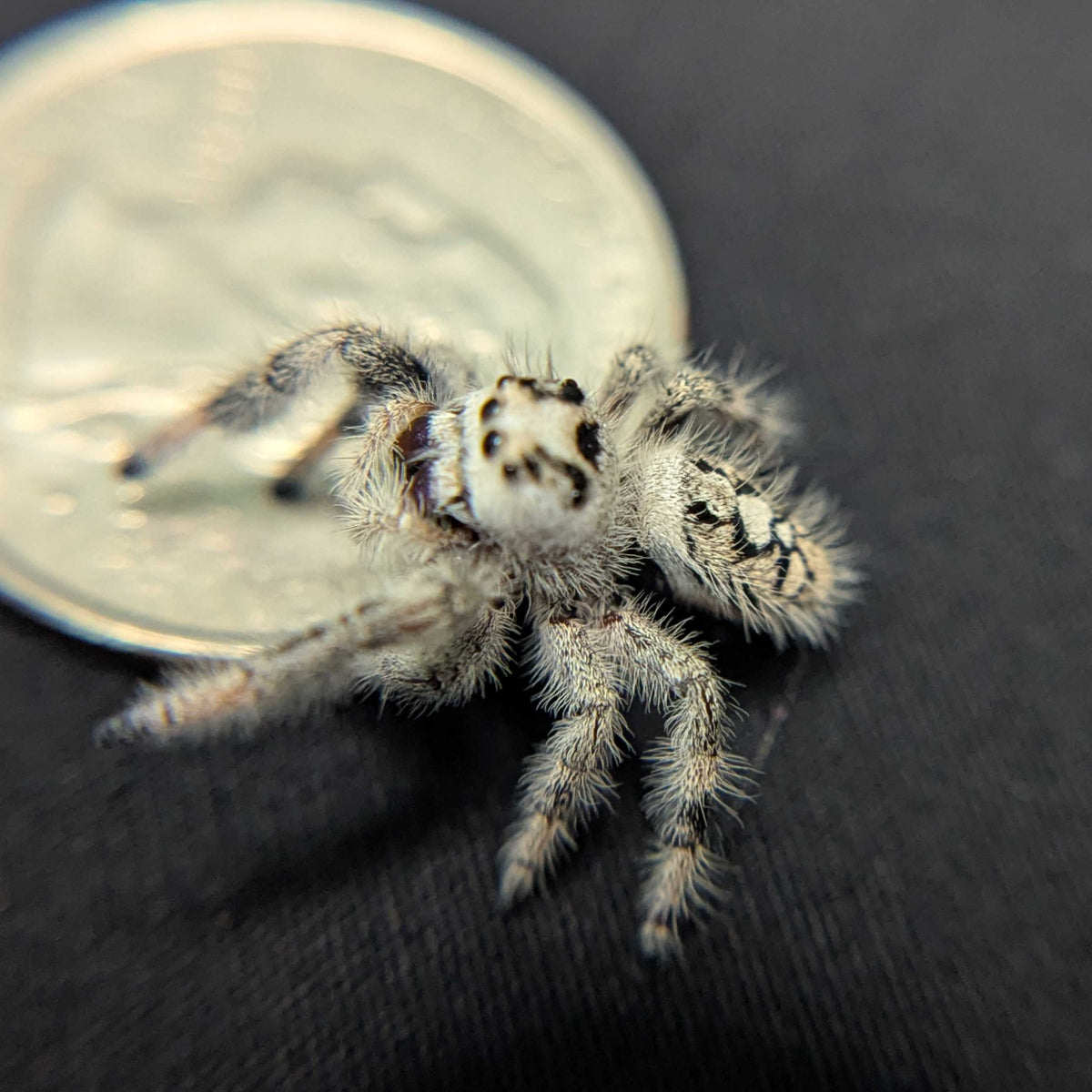 Regal Jumping Spider “Enchantress”