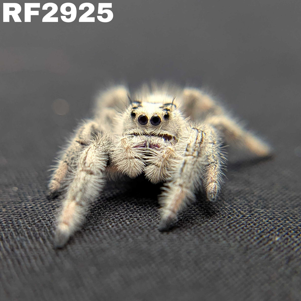 Regal Jumping Spider “Enchantress”
