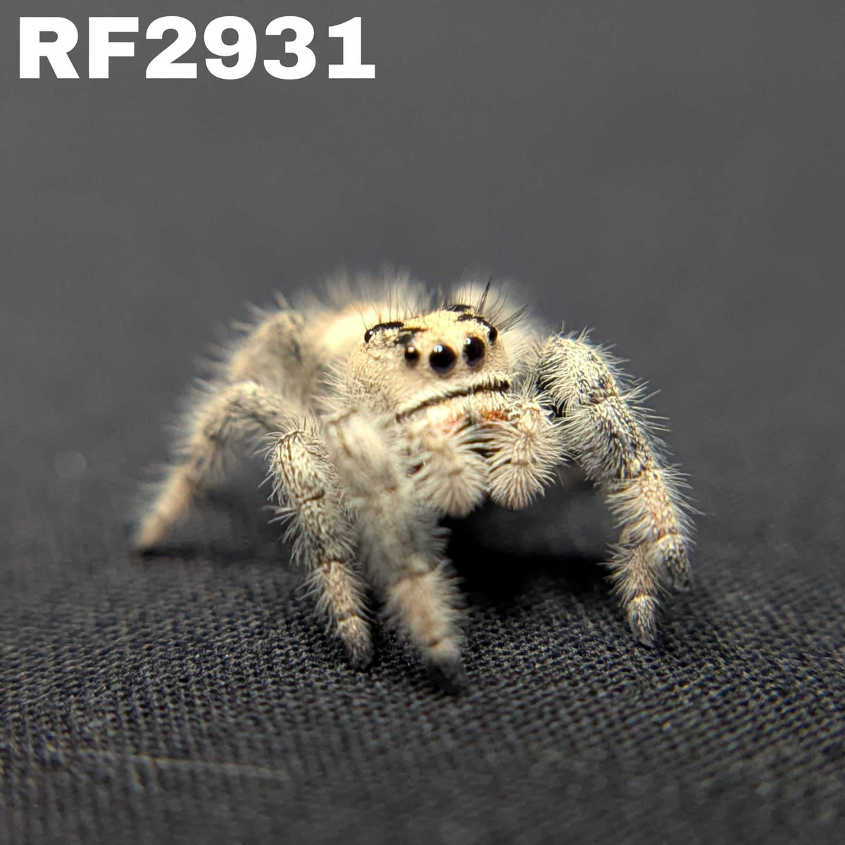 Regal Jumping Spider “Reese”