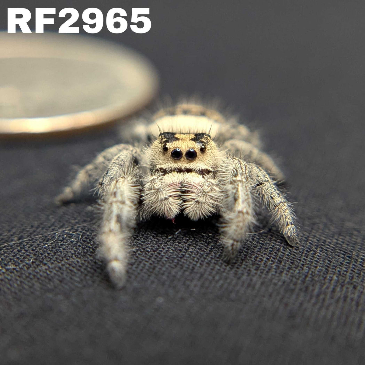 Regal Jumping Spider “Mavis”