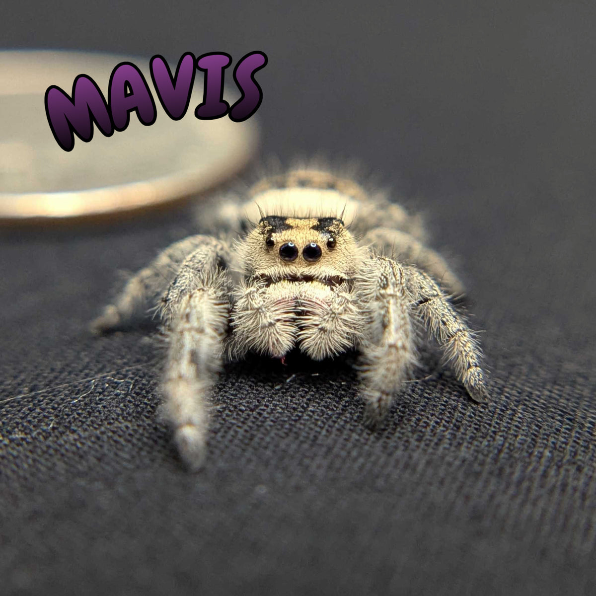 Regal Jumping Spider “Mavis”