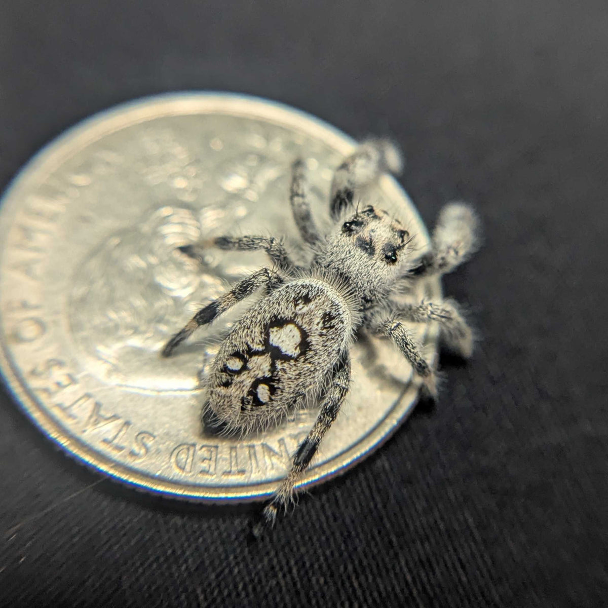 Regal Jumping Spider “Tiffany”