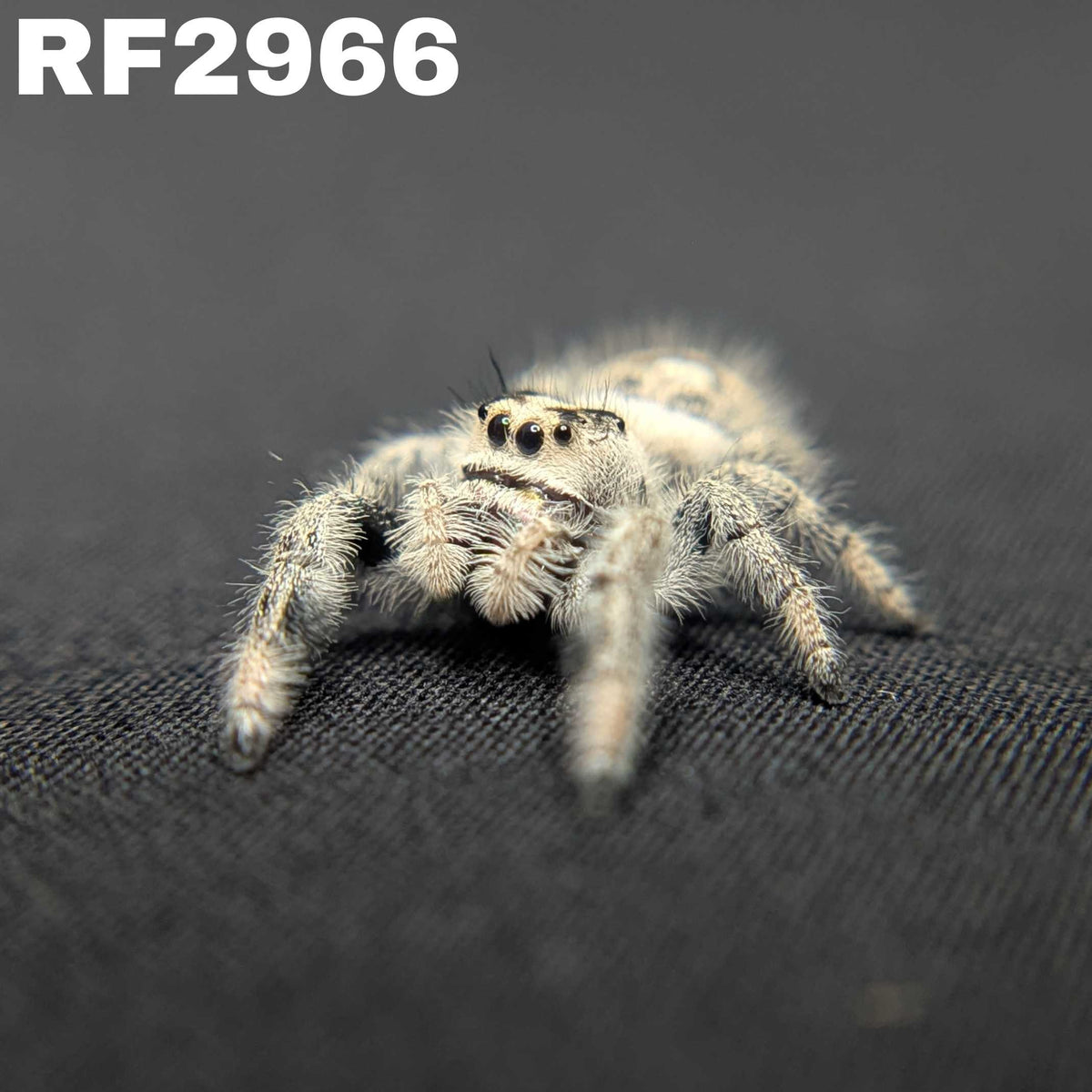 Regal Jumping Spider “Tiffany”