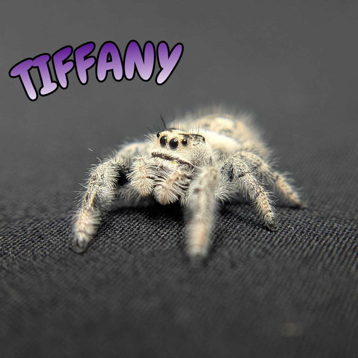 Regal Jumping Spider “Tiffany”