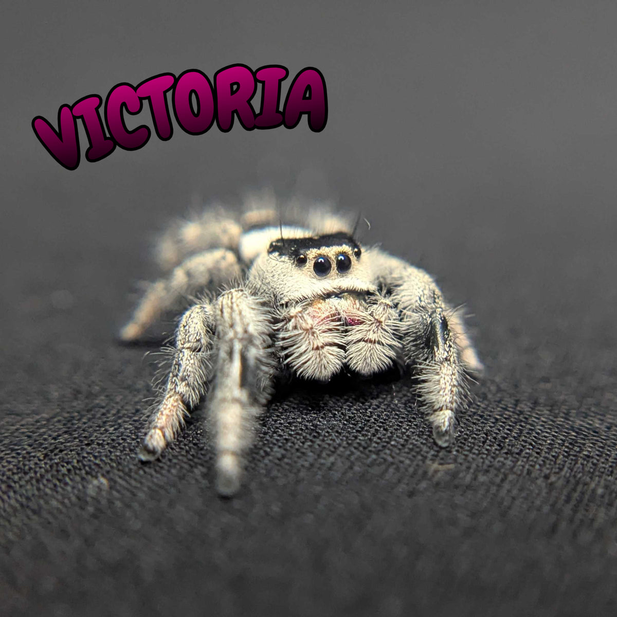 Regal Jumping Spider “Victoria”