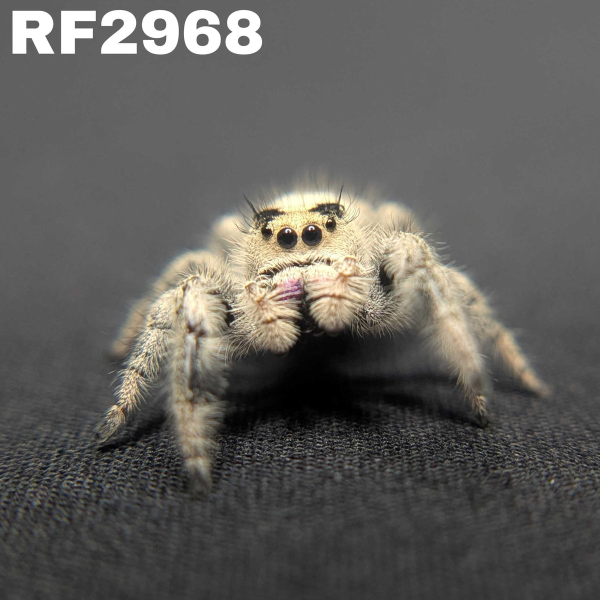 Regal Jumping Spider “Emily”