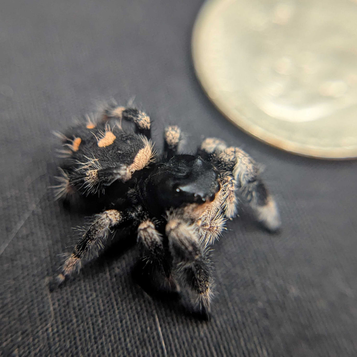 Regal Jumping Spider "Morticia"