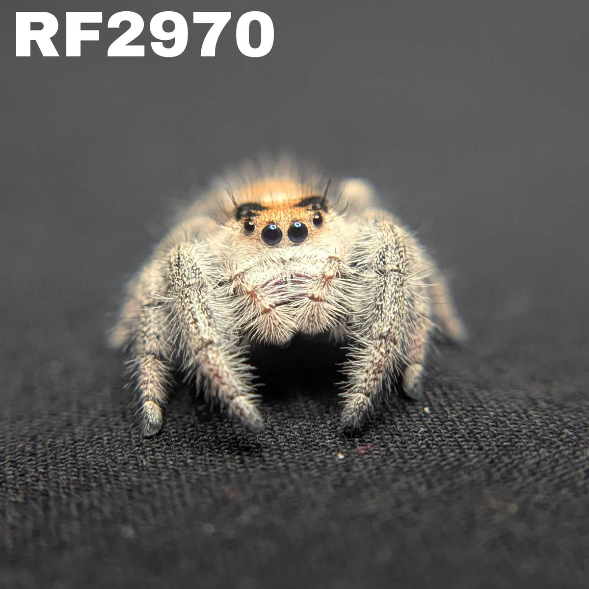 Regal Jumping Spider “Wendy”