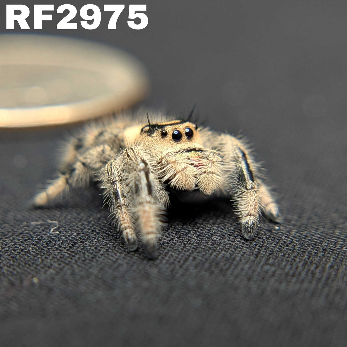 Regal Jumping Spider “Sally”