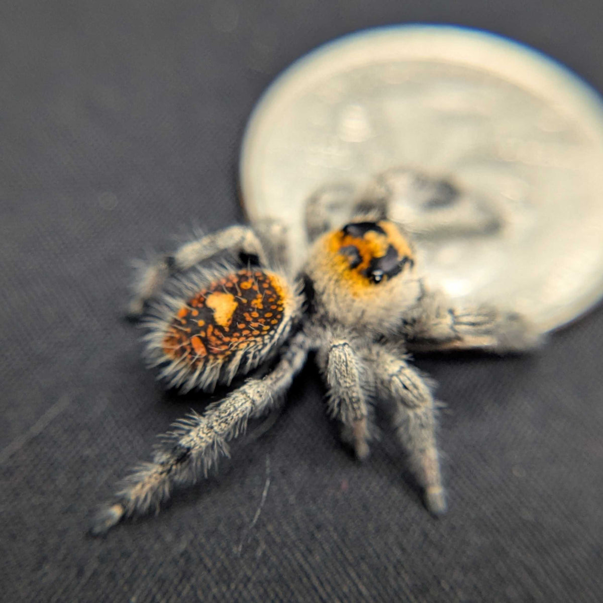 Regal Jumping Spider “Mary”