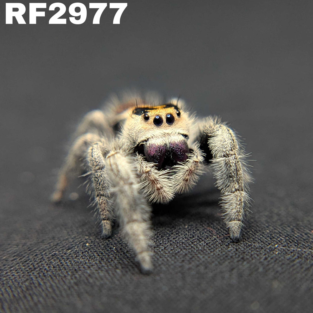 Regal Jumping Spider “Mary”