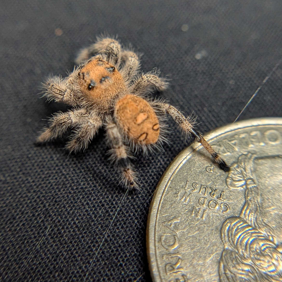 Regal Jumping Spider “Dani”