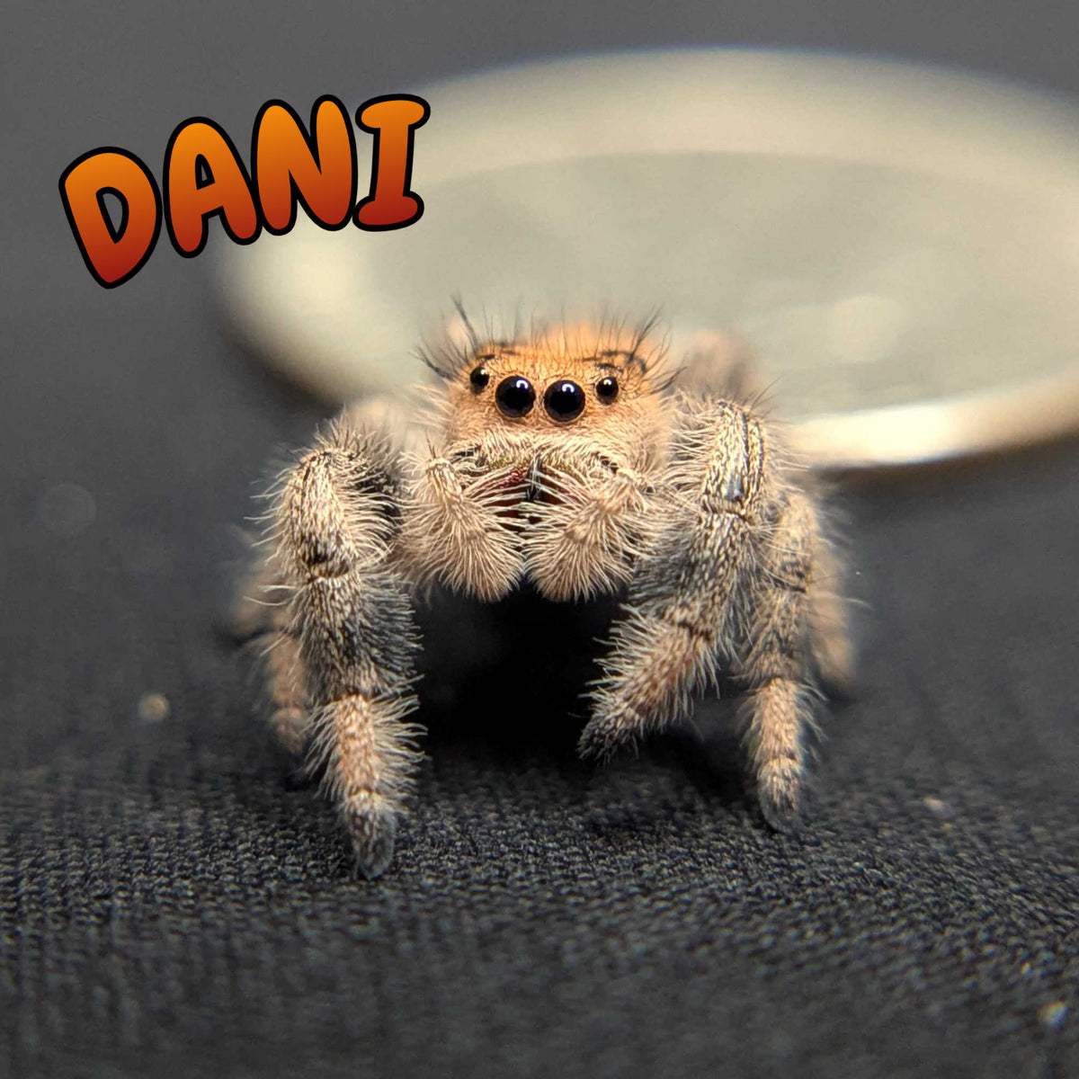 Regal Jumping Spider “Dani”